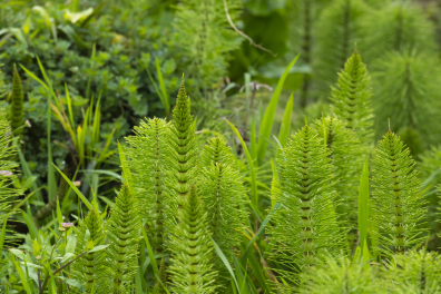 Grande prêle - jeunes axes chlorophylliens stériles (Equisetum telmateia)